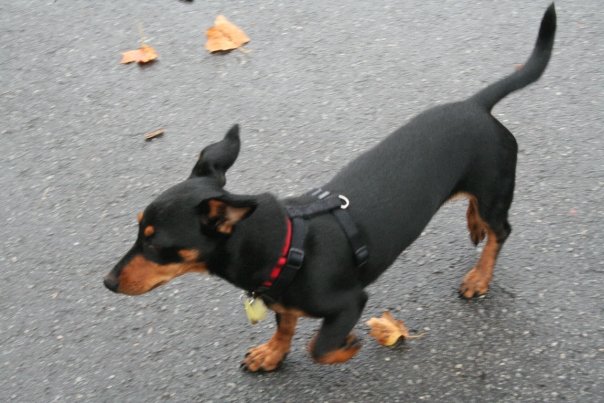 Dachshund Mix